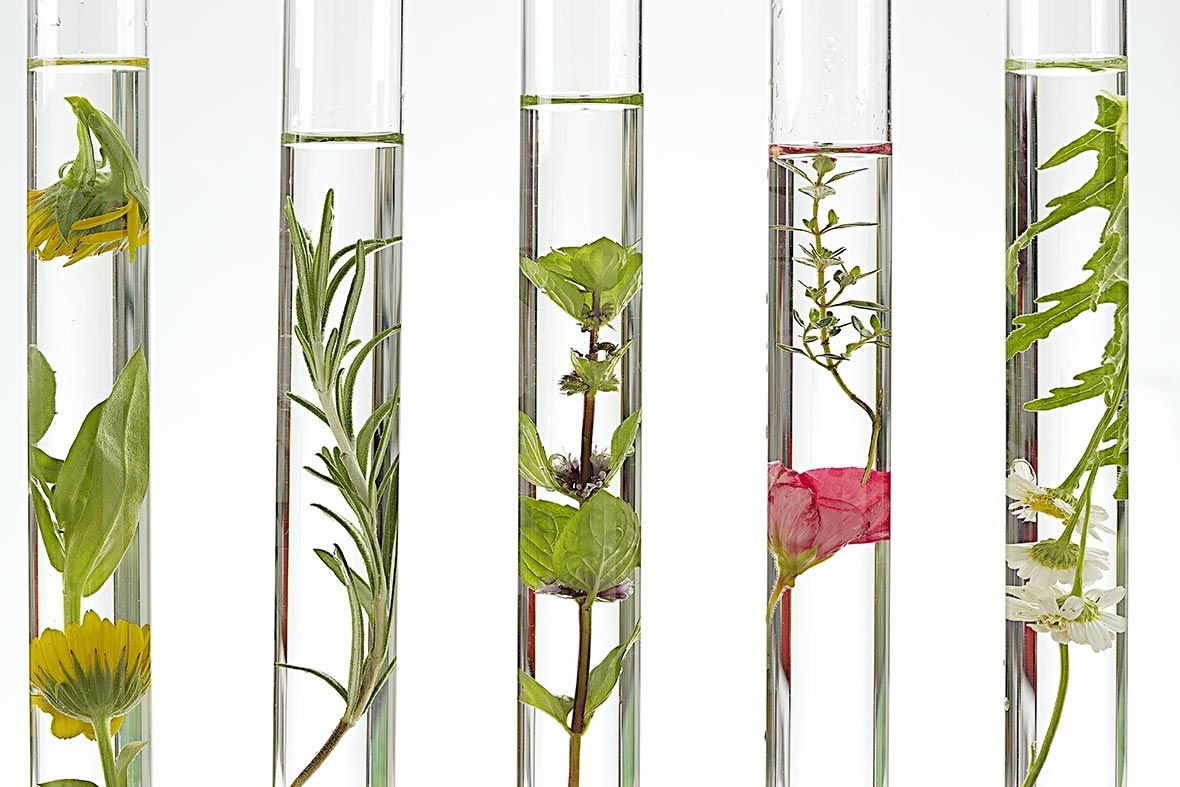 Reagenzgläser mit verschiedenen natürlichen Inhaltsstoffen wie Kräutern und Blüten repräsentieren den Fokus auf wirksame, natürliche Hautpflegelösungen in der Wirkstoffkosmetik.